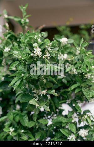 Weiße Blüten zwischen grünem Laub auf einem Mandarinenbaum Stockfoto
