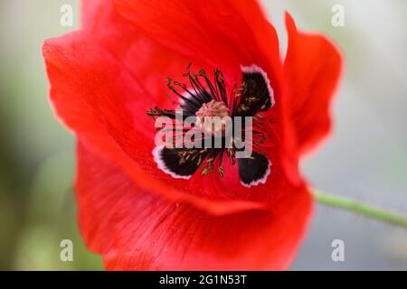 Ravensburg, Deutschland. Juni 2021. Am Rande des Pfades stehen Maismohnblumen (Papaver rhoeas). Hunderte von roten Mohnblumen säumen den Fußweg. Quelle: Felix Kästle/dpa/Alamy Live News Stockfoto