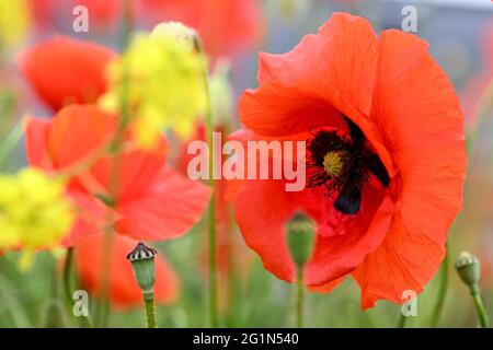 Ravensburg, Deutschland. Juni 2021. Am Rande des Pfades stehen Maismohnblumen (Papaver rhoeas). Hunderte von roten Mohnblumen säumen den Fußweg. Quelle: Felix Kästle/dpa/Alamy Live News Stockfoto