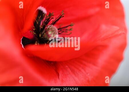 Ravensburg, Deutschland. Juni 2021. Am Rande des Pfades stehen Maismohnblumen (Papaver rhoeas). Hunderte von roten Mohnblumen säumen den Fußweg. Quelle: Felix Kästle/dpa/Alamy Live News Stockfoto