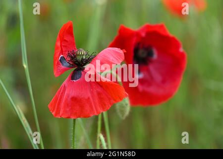 Ravensburg, Deutschland. Juni 2021. Am Rande des Pfades stehen Maismohnblumen (Papaver rhoeas). Hunderte von roten Mohnblumen säumen den Fußweg. Quelle: Felix Kästle/dpa/Alamy Live News Stockfoto