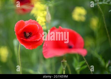 Ravensburg, Deutschland. Juni 2021. Am Rande des Pfades stehen Maismohnblumen (Papaver rhoeas). Hunderte von roten Mohnblumen säumen den Fußweg. Quelle: Felix Kästle/dpa/Alamy Live News Stockfoto