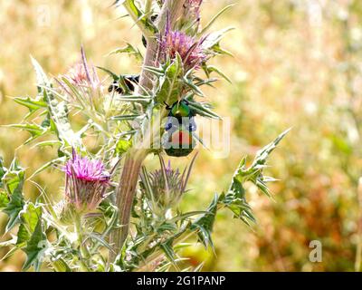 Nahaufnahme des Rosenkäfer, der auf einer Distelblume sitzt Stockfoto
