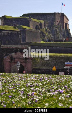 Frankreich, Territoire de Belfort, Belfort, Zitadelle von Vauban nach 1687 gebaut, dann geändert von General Haxo im Jahr 1817, Schloss, Halbmond der Porte de Brisach, Blumenbeet von Frühlingscrocues Stockfoto