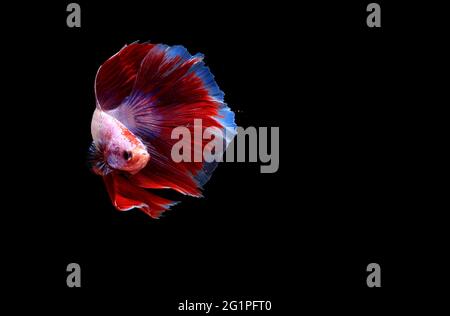 Super Red White and Blue Halfmoon Fancy, Cupang, Betta, siam kämpfen Fische jenseits von Blasen, isoliert auf Schwarz Stockfoto