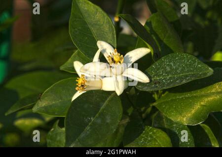 Schöne und bunte Blumen. Hintergründe und Texturen. Stockfoto