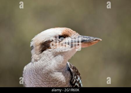 Dies ist eine Seitenansicht der Affake eines lachenden Kookaburra Stockfoto