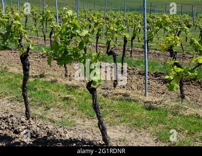 Die Weinreben der Sorte Pinot noir wachsen in der Nähe des Dorfes Saulheim, im Weinbaugebiet Rheinland-Pfalz, Deutschland. Stockfoto