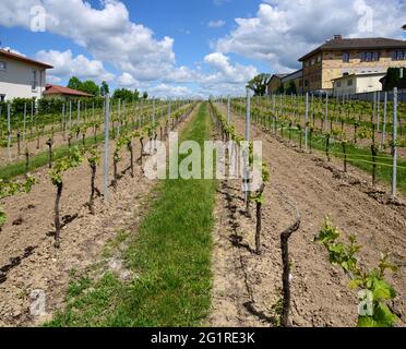 Die Weinreben des Grauburgunder wachsen in der Nähe des Dorfes Saulheim, im Weinbaugebiet Rheinland-Pfalz, Deutschland. Stockfoto