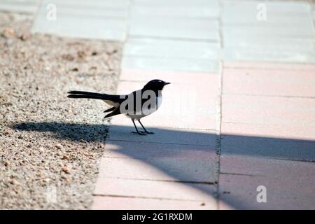 Die willie-Bachstelze ist ein kleiner schwarz-weißer Vogel Stockfoto