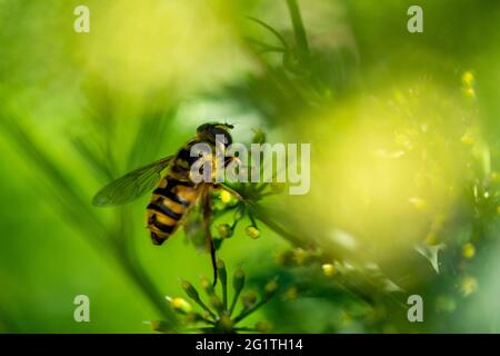 Schweben fliegen auf einer Blume Stockfoto