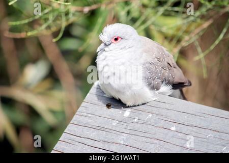 Weisse Taube Mit Braunen Flecken Stockfotografie Alamy