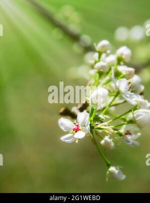 Junge Knospe von Callery Pear Tree mit einem Sonnenstrahl Stockfoto