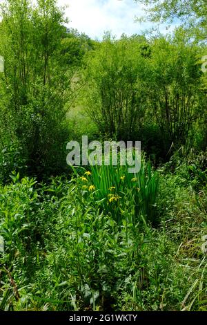 Wilde gelbe Iris in dichtem, nassem Waldgrün an einem sonnigen Frühlingstag in der Nähe von Aveton Gifford, South Hams, South Devon, Großbritannien Stockfoto