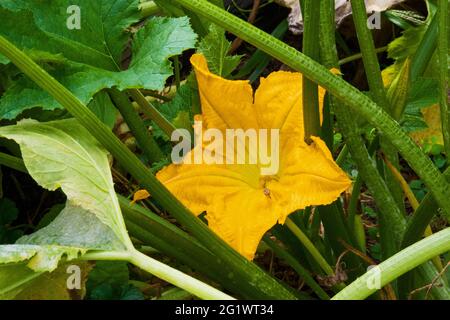 Die Blume von Zucchini, einem Sommerkürbis, der in einem Pennsylvania-Hausgarten wächst. Stockfoto