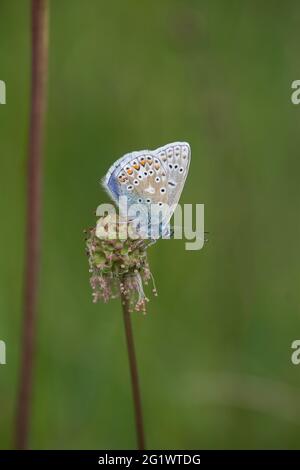 Unterseite eines männlichen Blauen Schmetterlings (Polyommatus icarus) Stockfoto