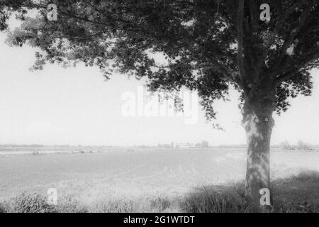 Italien, Lomellina, Barbavara, Reisfelder Stockfoto