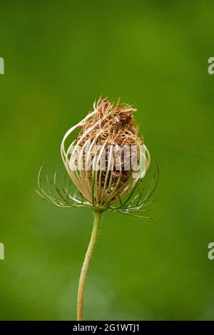 Die getrocknete Fruchtgruppe enthält ovale Früchte mit Hakenstacheln von Queen Anne's Lace, auch bekannt als Wild Carrot. Stockfoto