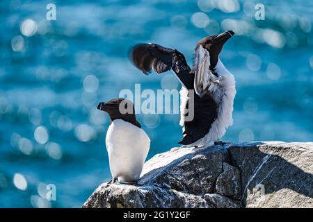 Razorbill (Alca torda) auf einem Felsvorsprung bei Sonnenschein, Isle of May Seabird Nature Reserve, Schottland, Großbritannien Stockfoto