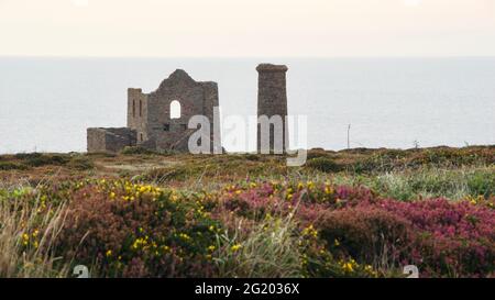 Wheal Coates Zinn Mine, Stanz- und Winding Engine Houses mit Heather und Gorse Blossom. UNESCO-Weltkulturerbe. St. Agnes, North Cornwall, Großbritannien. Stockfoto