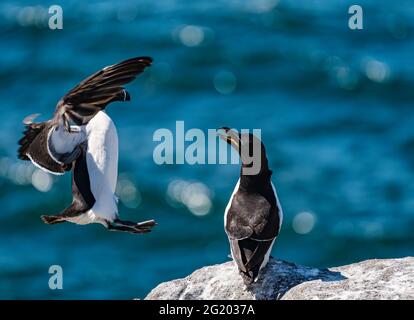 Razorbill (Alca torda) auf einem Felsvorsprung bei Sonnenschein, Isle of May Seabird Nature Reserve, Schottland, Großbritannien Stockfoto