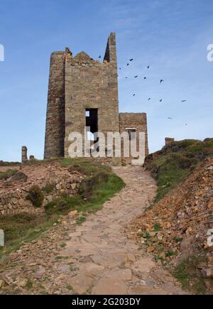 Flock of Jackdaws von Wheal Coates Tin Mine, Stamping and Winding Engine Houses. UNESCO-Weltkulturerbe. St. Agnes, North Cornwall, Großbritannien. Stockfoto