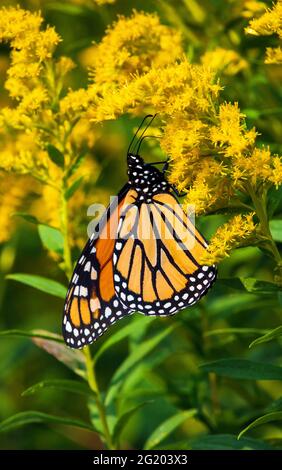 Monarch Butterfly füttert während der Herbstmigration in den Pocono Mountains in Pennsylvania an Goldrutenblüten Stockfoto
