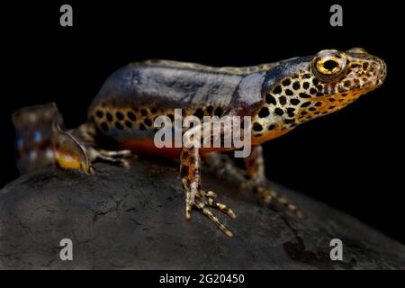 Apennin-Molch (Ichthyosaura alpestris apuana) Stockfoto