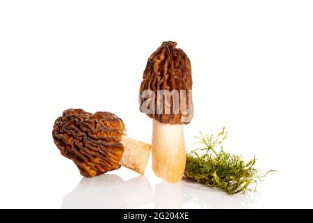 Verpa bohemica, bekannt als frühe Morcheln oder die faltige Flügelkappe, wilde essbare Pilze auf Moos isoliert auf weißem Hintergrund. Stockfoto