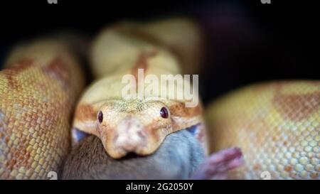 Albino Boa verengt sich auf ein Stück Holz, auf schwarzem Hintergrund Stockfoto