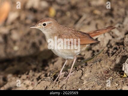 Migrant gemeine Nachtigall Luscinia, megarhynchos. Malta, Mittelmeer Stockfoto