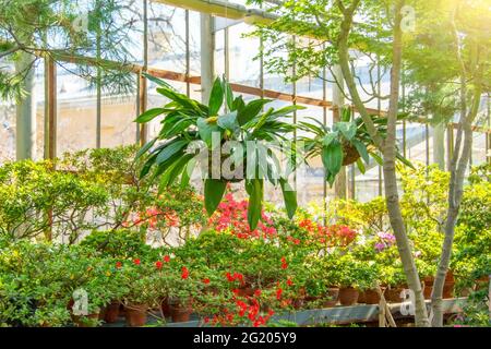 Weiße Coelogyne-Orchidee in einem hängenden Kokosnusstopf zwischen Ahorn und blühenden Rhododendren, im Gewächshaus eines subtropischen Gartens Stockfoto