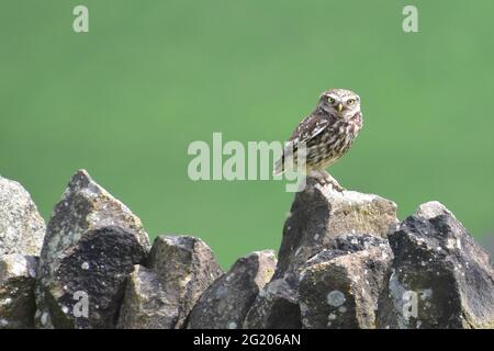 Little Owl on Dry Stone Wall, Crimsworth Dean, Hebden Bridge, West Yorkshire Stockfoto
