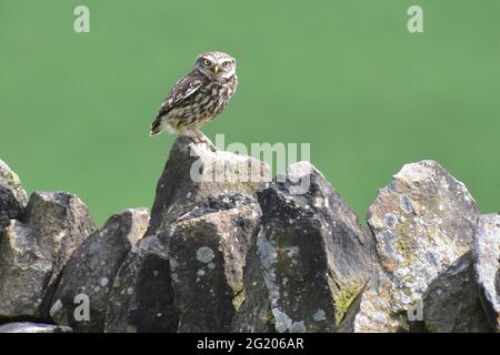 Little Owl on Dry Stone Wall, Crimsworth Dean, Hebden Bridge, West Yorkshire Stockfoto