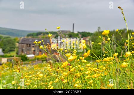 Old Town Mill, Mitchell Mill durch Buttercup Meadow, Hebden Bridge, Calderdale, West Yorkshire Stockfoto