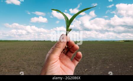 Landwirt, der Maispflanzen-Sämling auf dem Feld untersucht, Nahaufnahme der Hand mit selektivem Fokus Stockfoto
