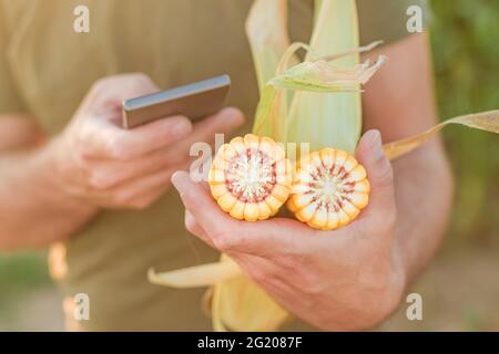 Landwirt hält Mais auf der Kohle und nutzt Smartphone auf dem Feld, Nahaufnahme der Hände Stockfoto