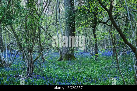 Bluebells, die im Frühling in Waldlichtung wachsen - Sharnbrook, Bedfordshire, England, Großbritannien Stockfoto