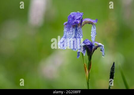 Nahaufnahme einer Sibirischen Iris an einem regnerischen Sommertag, Wassertropfen, grüner Hintergrund Stockfoto