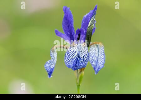 Nahaufnahme einer Sibirischen Iris an einem regnerischen Sommertag, Wassertropfen, grüner Hintergrund Stockfoto