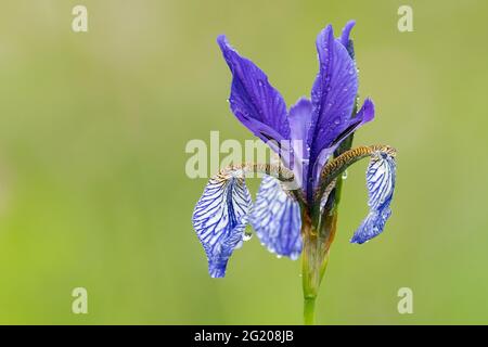 Nahaufnahme einer Sibirischen Iris an einem regnerischen Sommertag, Wassertropfen, grüner Hintergrund Stockfoto