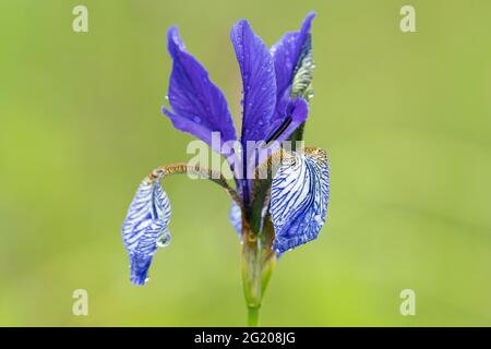 Nahaufnahme einer Sibirischen Iris an einem regnerischen Sommertag, Wassertropfen, grüner Hintergrund Stockfoto