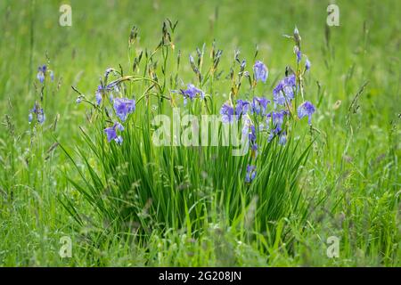 Nahaufnahme einer Sibirischen Iris an einem regnerischen Sommertag, Wassertropfen, grüner Hintergrund Stockfoto