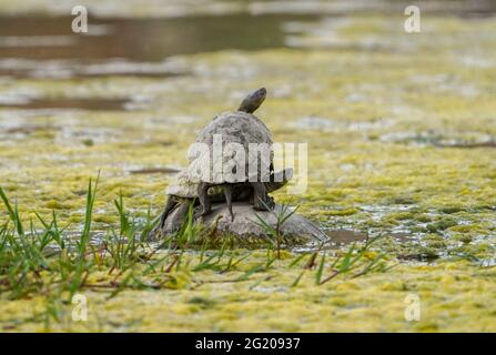 Spanische Teichschildkröte (Mauremys leprosa), die sich in der Sonne übereinander sonnen, Andalusien, Spanien. Stockfoto