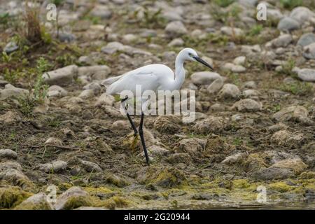 Kleiner Reiher, Egretta garzetta an einem Fluss, der im Frühjahr füttert, Andalusien, Spanien. Stockfoto