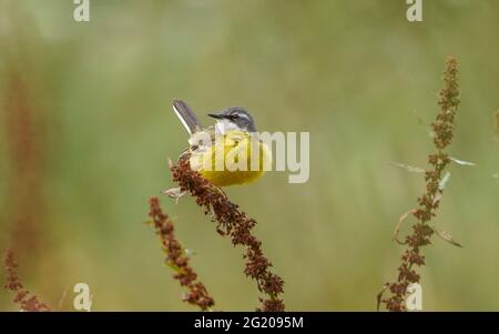 WESTERN Yellow Wagtail, Spanischer Wagtail (Motacilla flava iberiae) erwachsener Rüde, auf trockenem Unkraut sitzend, Andalusien, Spanien. Stockfoto