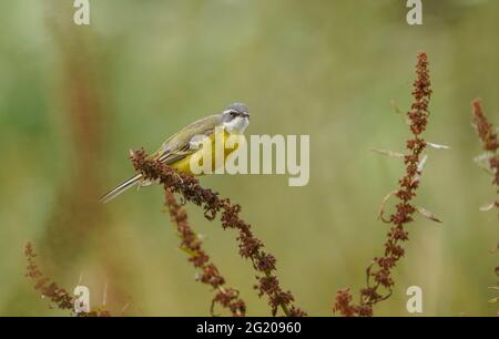 WESTERN Yellow Wagtail, Spanischer Wagtail (Motacilla flava iberiae) erwachsener Rüde, auf trockenem Unkraut sitzend, Andalusien, Spanien. Stockfoto