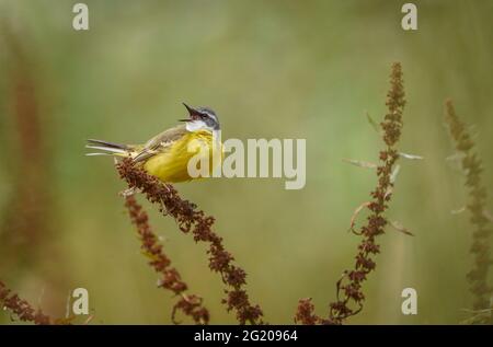 WESTERN Yellow Wagtail, Spanischer Wagtail (Motacilla flava iberiae) erwachsener Rüde, der auf trockenem Gras thront, Andalusien, Spanien. Stockfoto