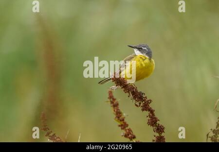 WESTERN Yellow Wagtail, Spanischer Wagtail (Motacilla flava iberiae) erwachsener Rüde, auf trockenem Unkraut sitzend, Andalusien, Spanien. Stockfoto