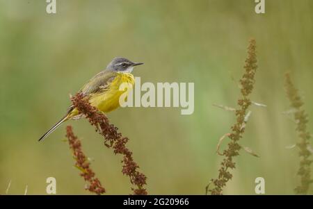 WESTERN Yellow Wagtail, Spanischer Wagtail (Motacilla flava iberiae) erwachsener Rüde, auf trockenem Unkraut sitzend, Andalusien, Spanien. Stockfoto